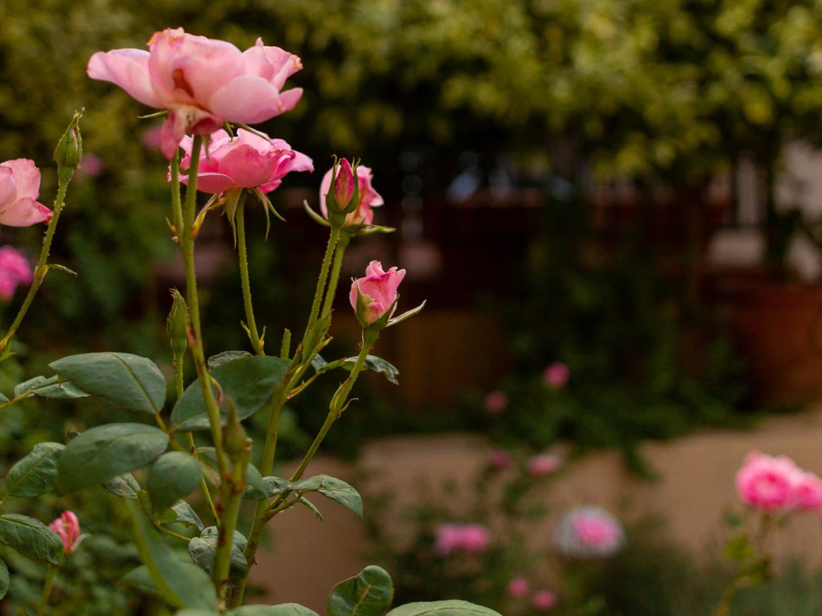 Cornerhouse On Conan Moreleta Park Pretoria Tshwane Gauteng South Africa Colorful, Blossom, Plant, Nature, Flower, Rose, Bokeh, Garden