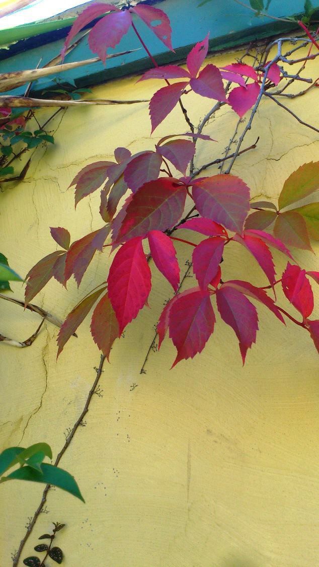 Cornerstone Bed And Breakfast Queenstown Eastern Cape South Africa Leaf, Plant, Nature, Tree, Wood, Autumn, Leaf Texture, Texture