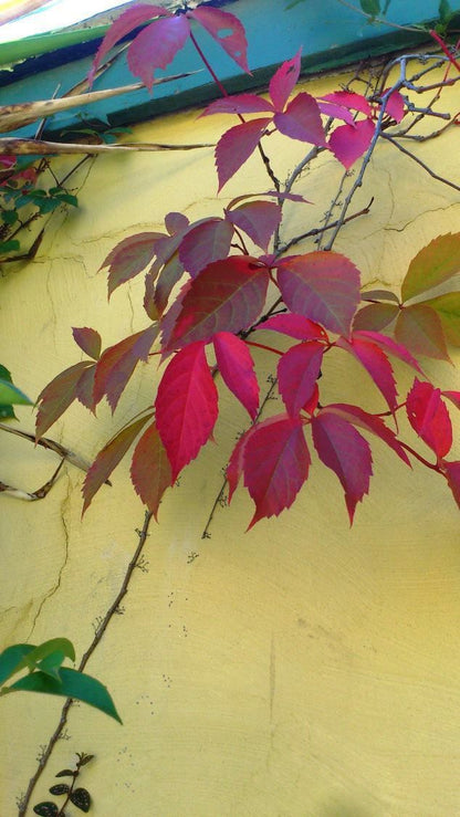 Cornerstone Bed And Breakfast Queenstown Eastern Cape South Africa Leaf, Plant, Nature, Tree, Wood, Autumn, Leaf Texture, Texture