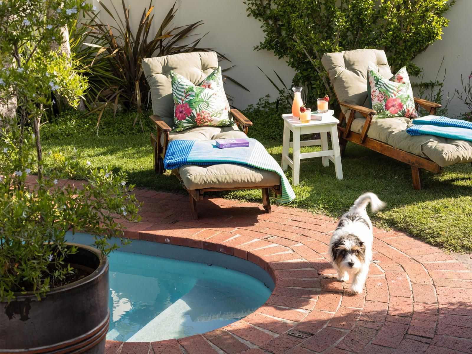 Cornerway House Plettenberg Bay Western Cape South Africa Dog, Mammal, Animal, Pet, Garden, Nature, Plant, Swimming Pool