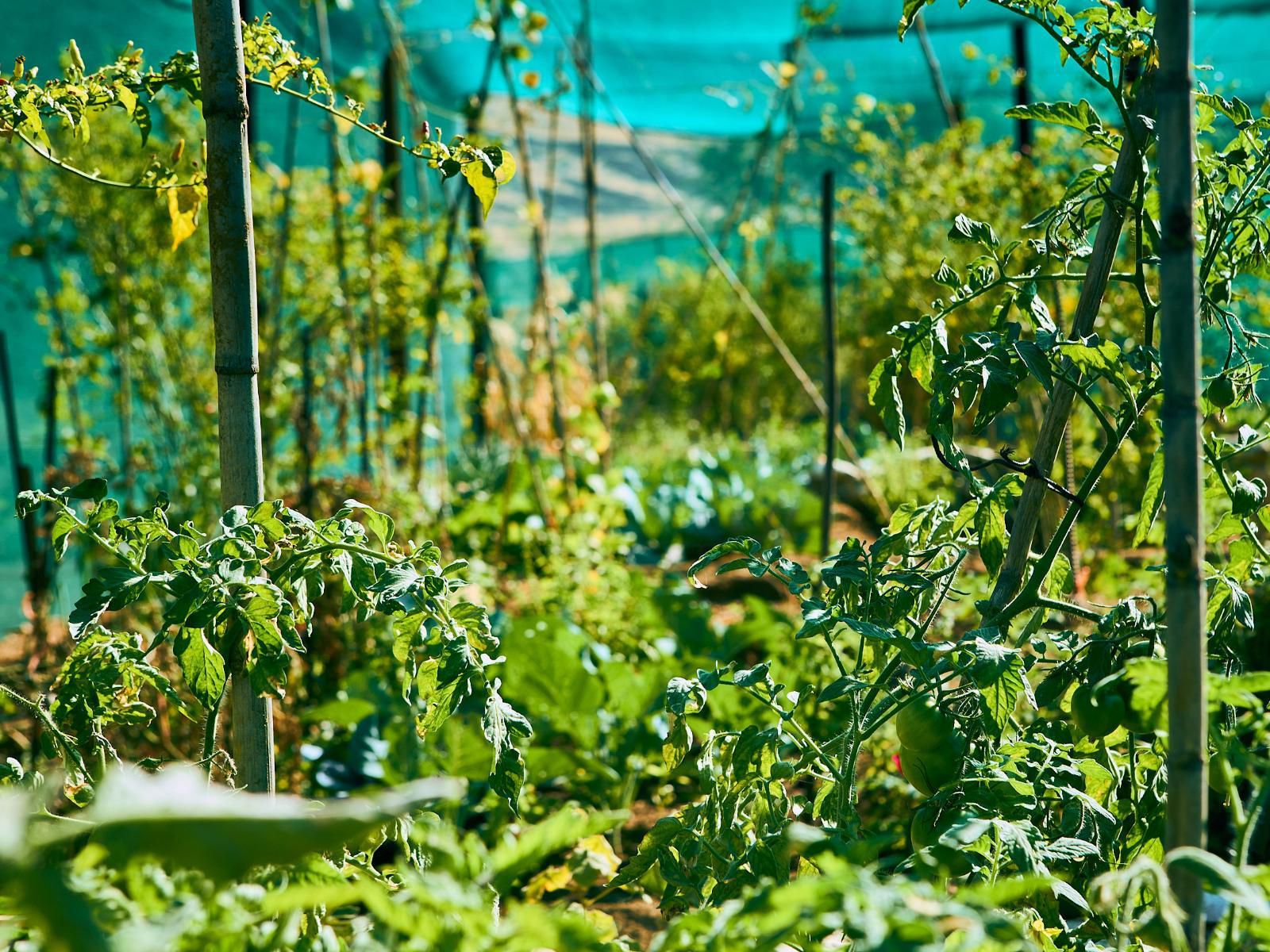 Corona Guest Farm, Colorful, Field, Nature, Agriculture, Food, Vegetable