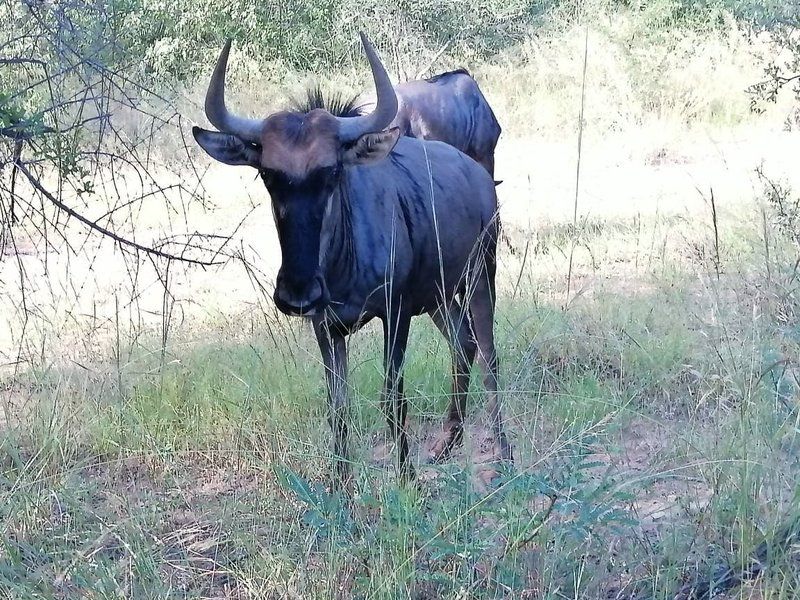 Cosmos Houthuis Leeupoort Vakansiedorp Limpopo Province South Africa Gnu, Mammal, Animal, Herbivore, Water Buffalo