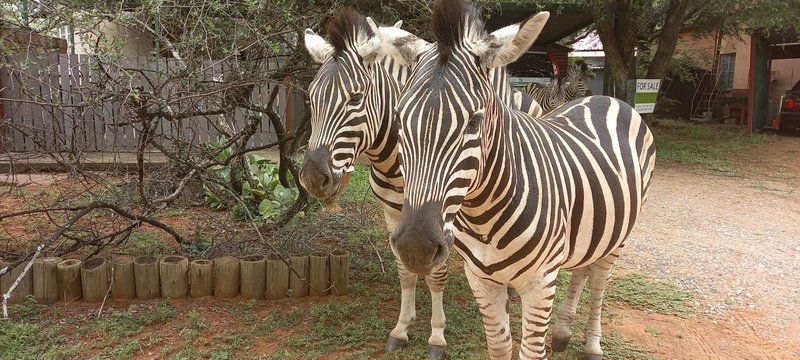 Cosmos Houthuis Leeupoort Vakansiedorp Limpopo Province South Africa Sepia Tones, Zebra, Mammal, Animal, Herbivore
