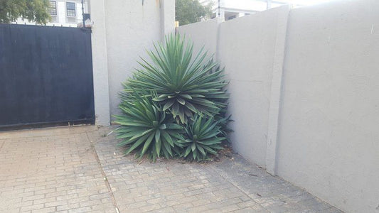 Cosy Guest Suites In Sandton Kelvin Johannesburg Gauteng South Africa Unsaturated, Cactus, Plant, Nature, Pineapple, Fruit, Food, Garden