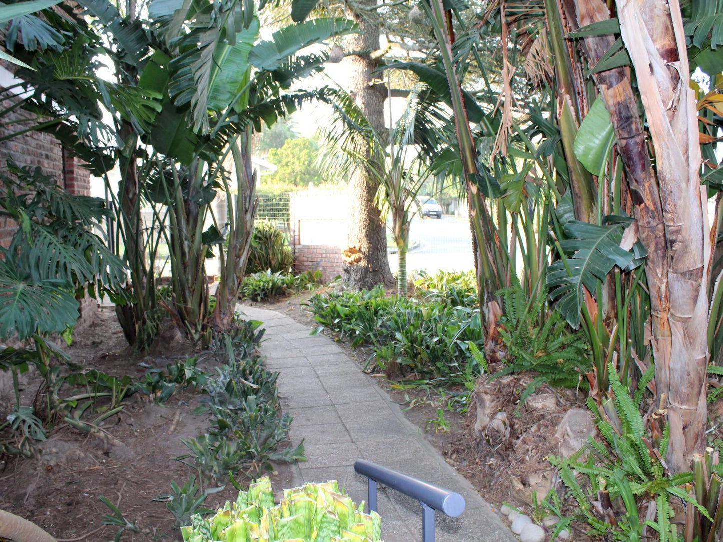 Cosy Corner Guest House Dormehlsdrift George Western Cape South Africa Palm Tree, Plant, Nature, Wood, Garden