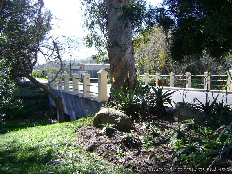 Cosy Corner Hout Bay Hout Bay Cape Town Western Cape South Africa Palm Tree, Plant, Nature, Wood