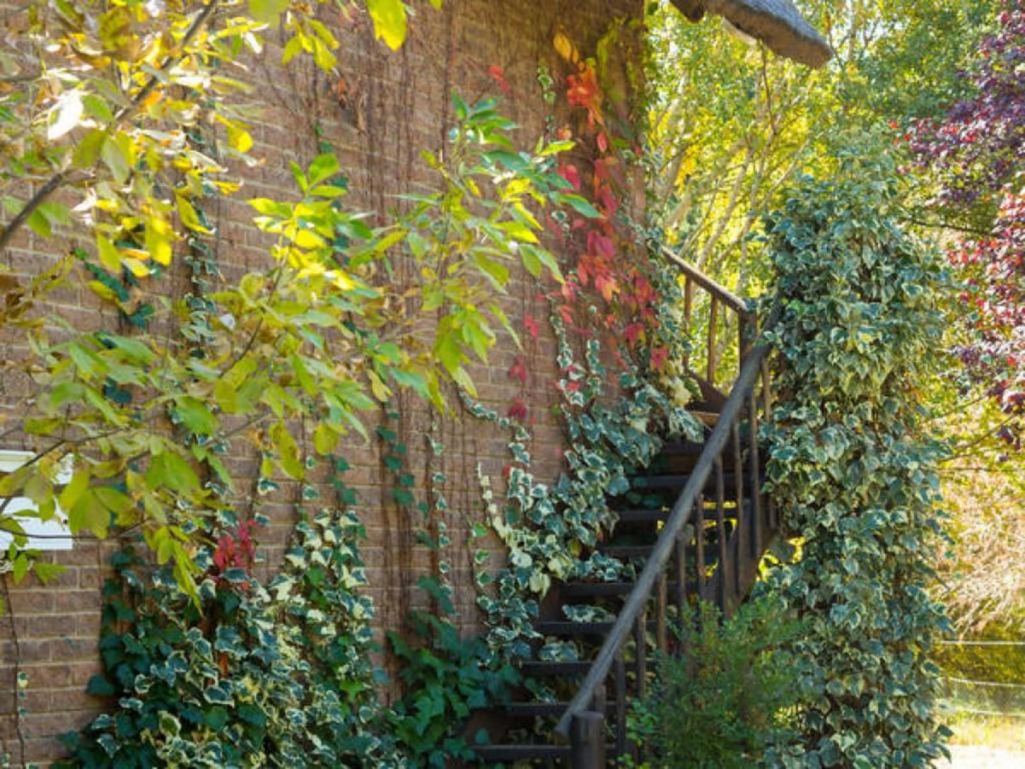 Cottage Pie Clarens Golf And Trout Estate Clarens Free State South Africa Plant, Nature, Tree, Wood, Autumn, Garden