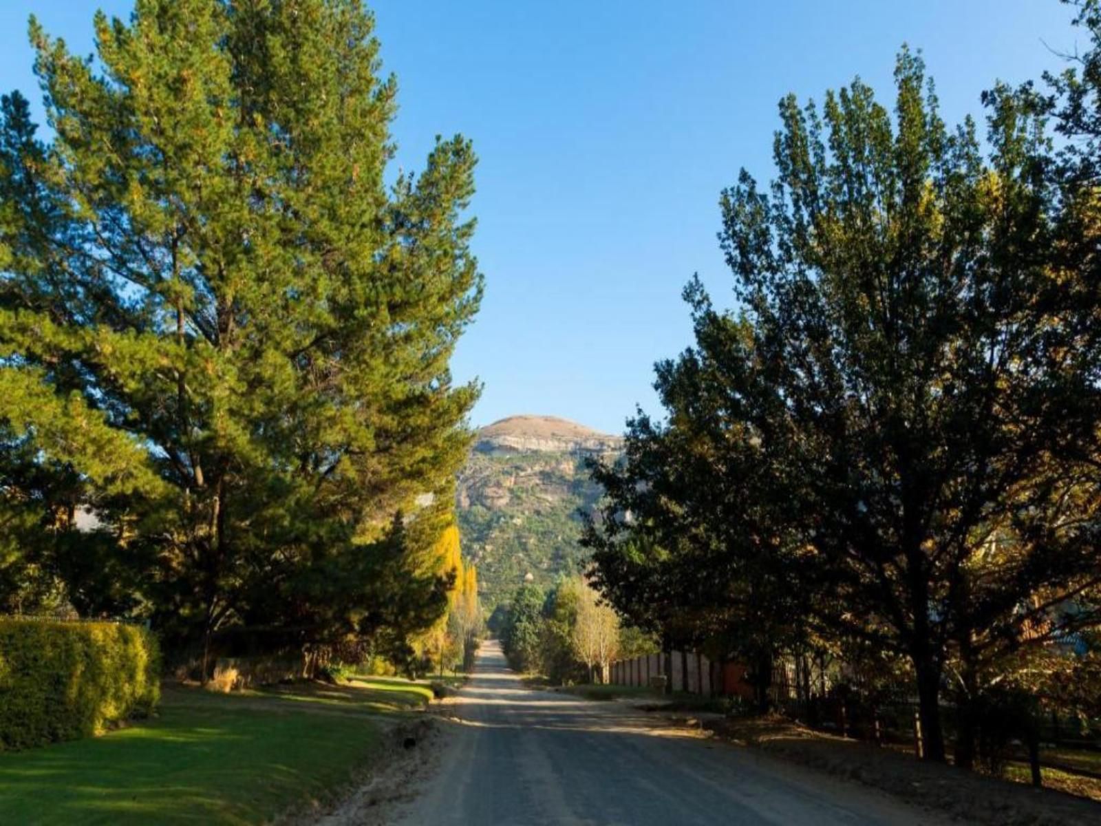 Cottage Pie Clarens Golf And Trout Estate Clarens Free State South Africa Complementary Colors, Tree, Plant, Nature, Wood, Street