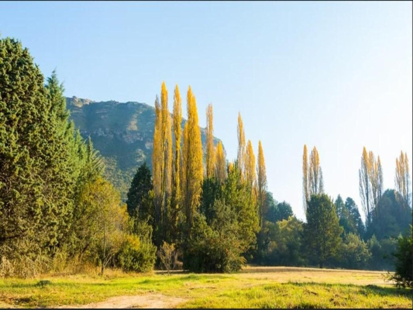 Cottage Pie Clarens Golf And Trout Estate Clarens Free State South Africa Complementary Colors, Plant, Nature, Tree, Wood