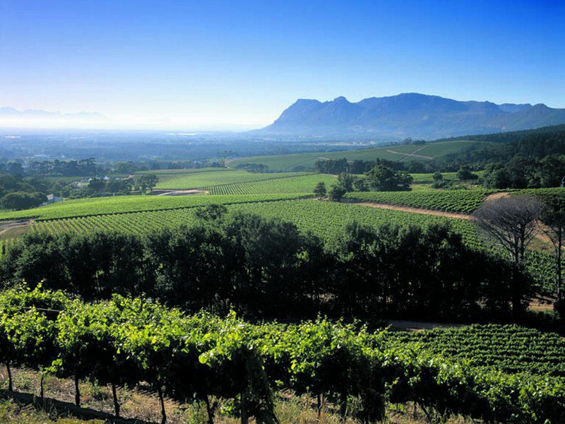 Cottage Chardonnay Constantia Cape Town Western Cape South Africa Field, Nature, Agriculture