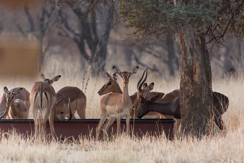 Cottage Lenise Phalaborwa Limpopo Province South Africa Deer, Mammal, Animal, Herbivore