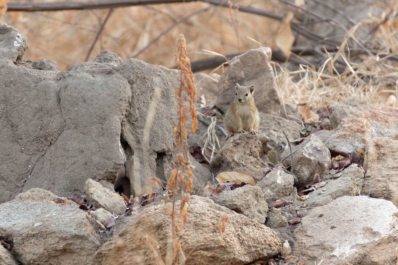 Cottage Lenise Phalaborwa Limpopo Province South Africa Squirrel, Mammal, Animal, Herbivore, Rodent