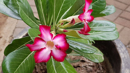 Cottage Lenise Phalaborwa Limpopo Province South Africa Flower, Plant, Nature, Lily