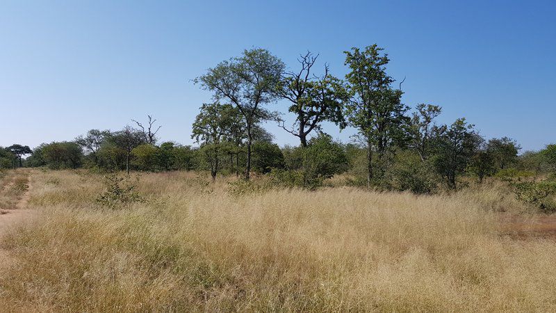 Cottage Lenise Phalaborwa Limpopo Province South Africa Complementary Colors, Field, Nature, Agriculture, Forest, Plant, Tree, Wood, Lowland