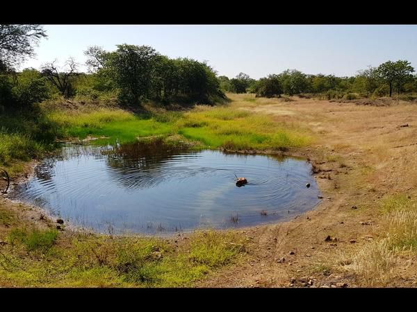 Cottage Lenise Phalaborwa Limpopo Province South Africa Duck, Bird, Animal, Meadow, Nature, River, Waters, Turtle, Reptile, Water Buffalo, Mammal, Herbivore, Lowland