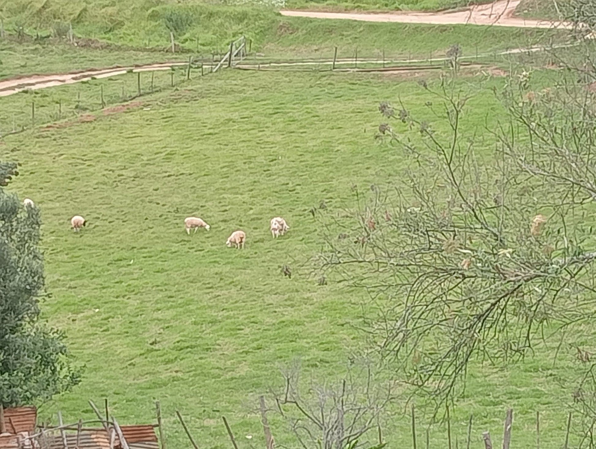 Heimat Cottages Little Brak Western Cape South Africa Sheep, Mammal, Animal, Agriculture, Farm Animal, Herbivore