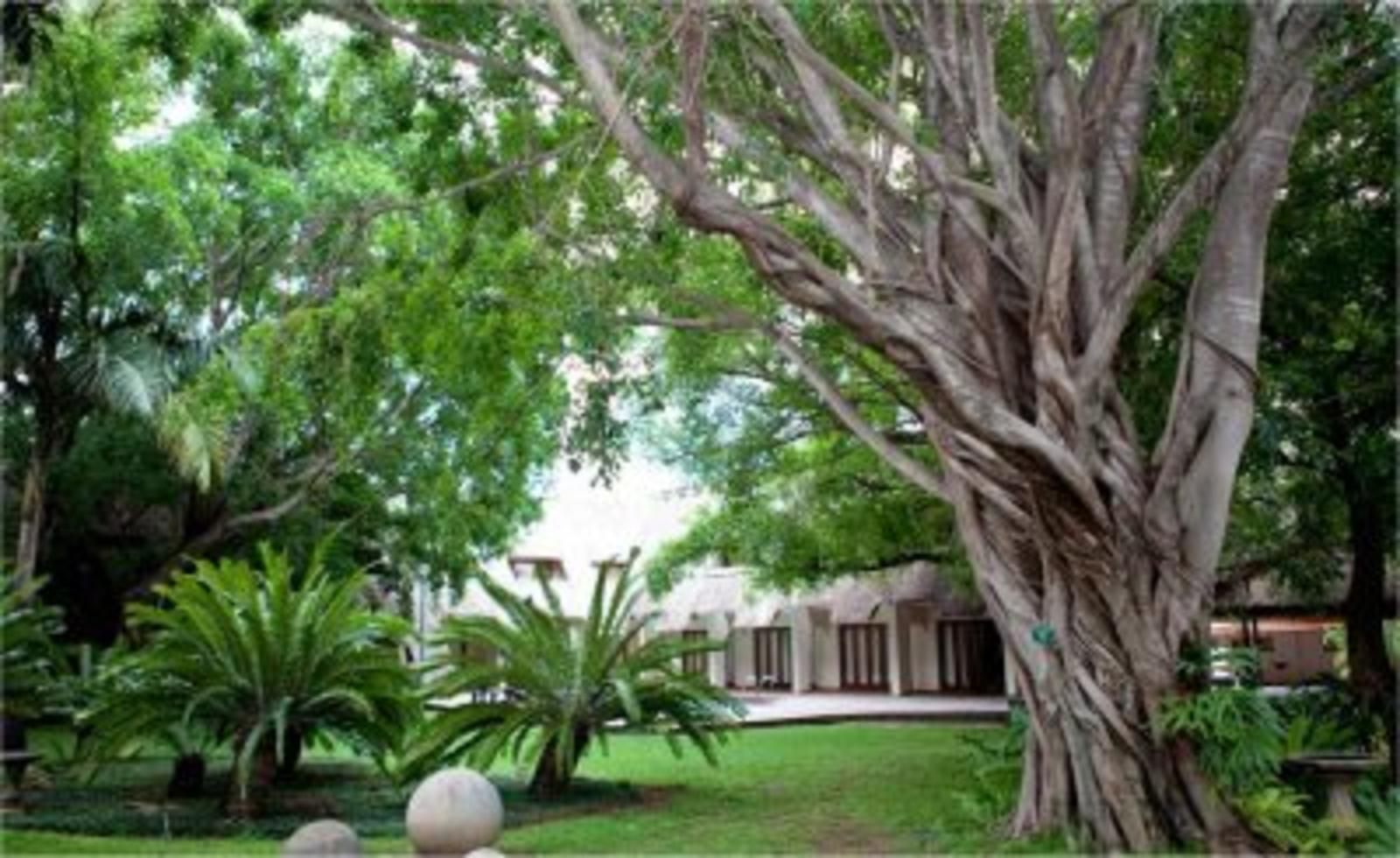 Pongola Country Lodge Pongola Kwazulu Natal South Africa Palm Tree, Plant, Nature, Wood