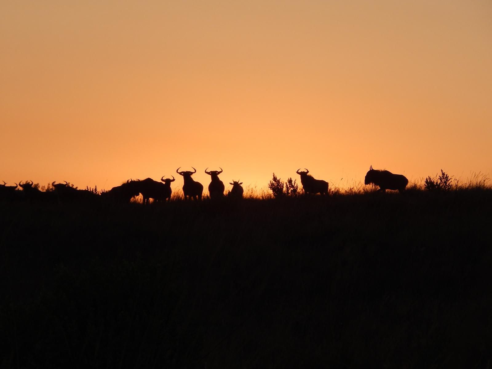 Cowley Wildlife, Silhouette