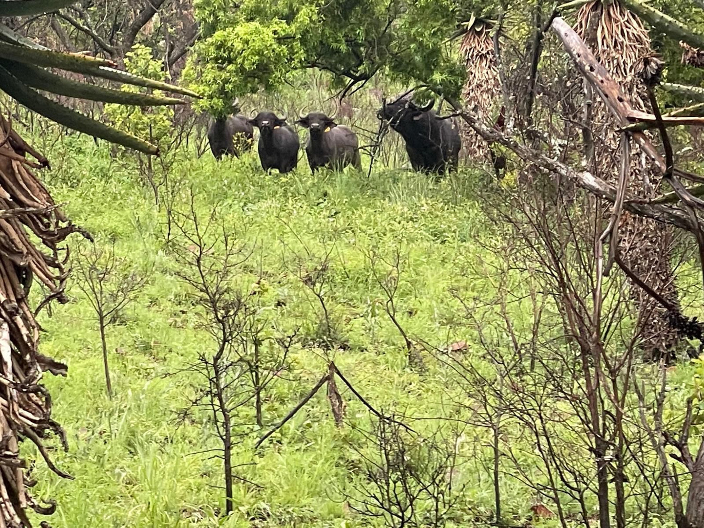 Cowley Wildlife, Forest, Nature, Plant, Tree, Wood, Water Buffalo, Mammal, Animal, Herbivore