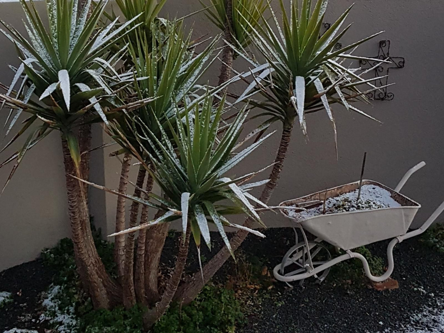 Crane Cottage Colesberg Northern Cape South Africa Basket, Palm Tree, Plant, Nature, Wood, Garden