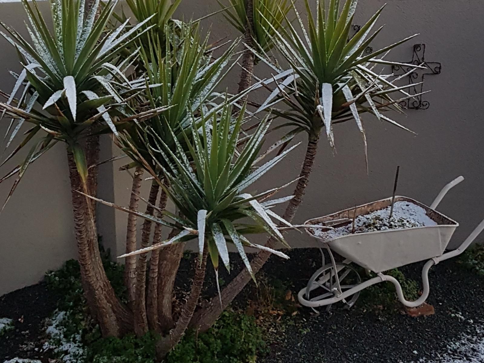 Crane Cottage Colesberg Northern Cape South Africa Basket, Palm Tree, Plant, Nature, Wood, Garden