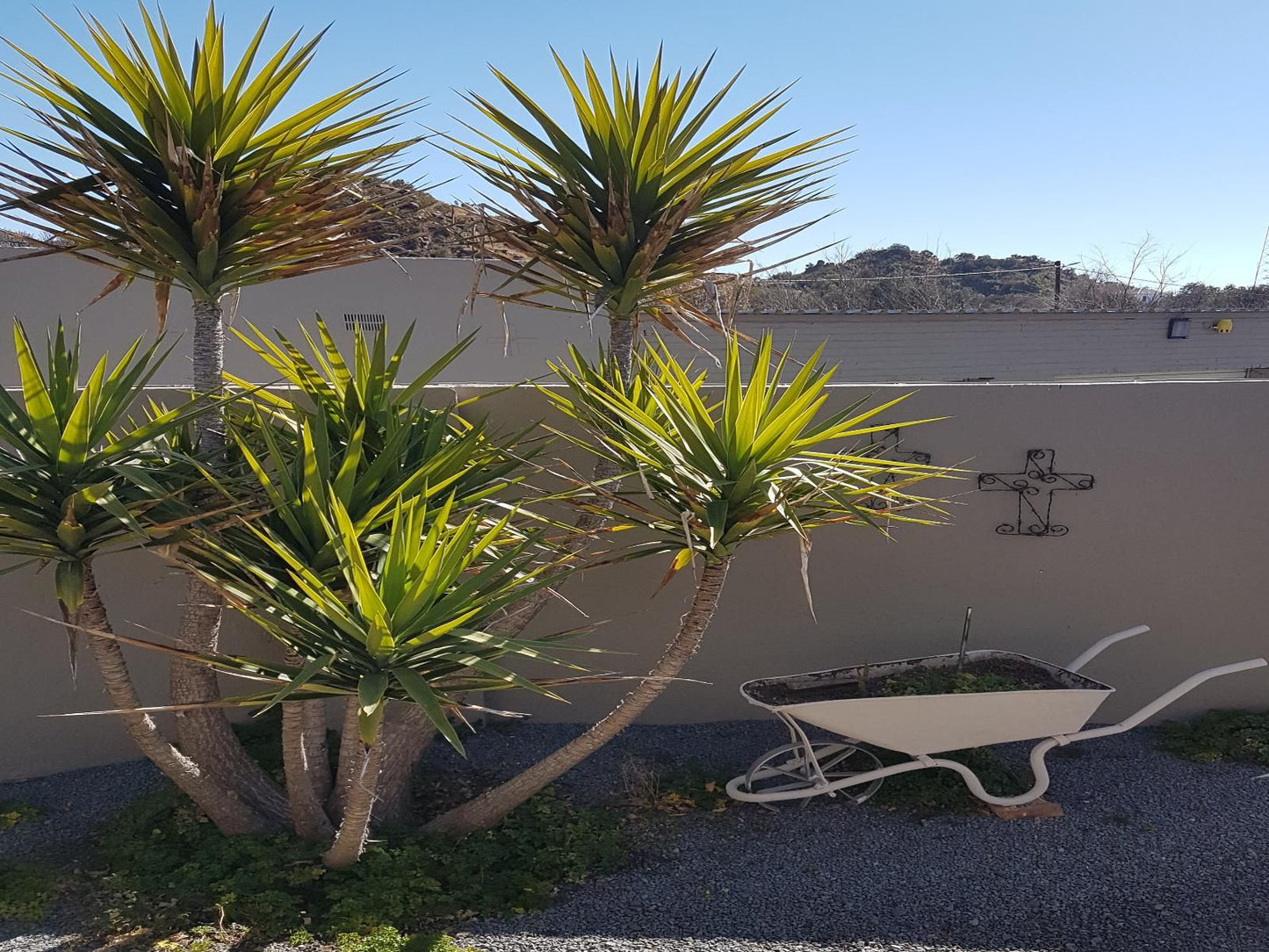 Crane Cottage Colesberg Northern Cape South Africa Palm Tree, Plant, Nature, Wood