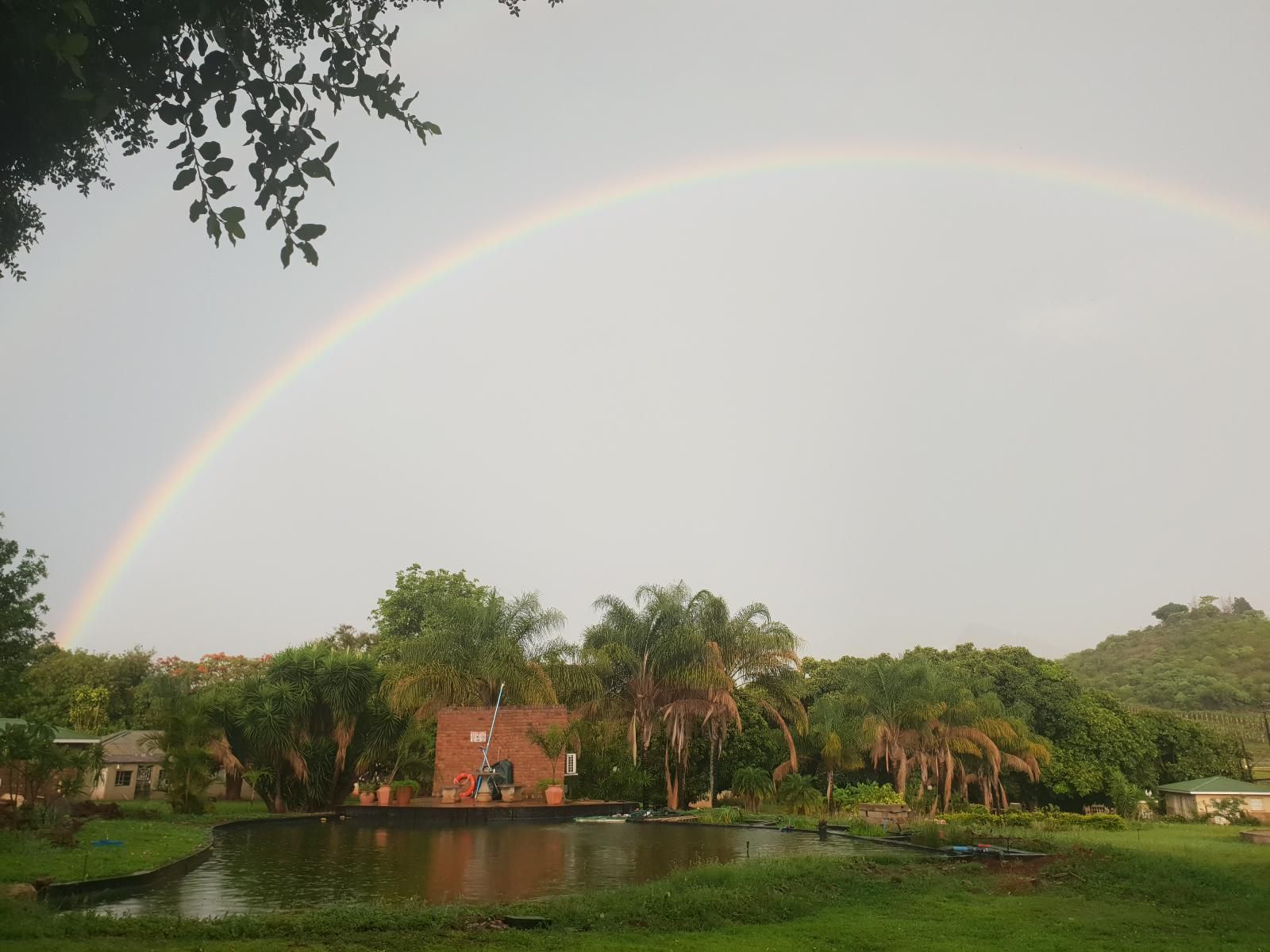 Crankos Creek Louw S Creek Mpumalanga South Africa Palm Tree, Plant, Nature, Wood, Rainbow