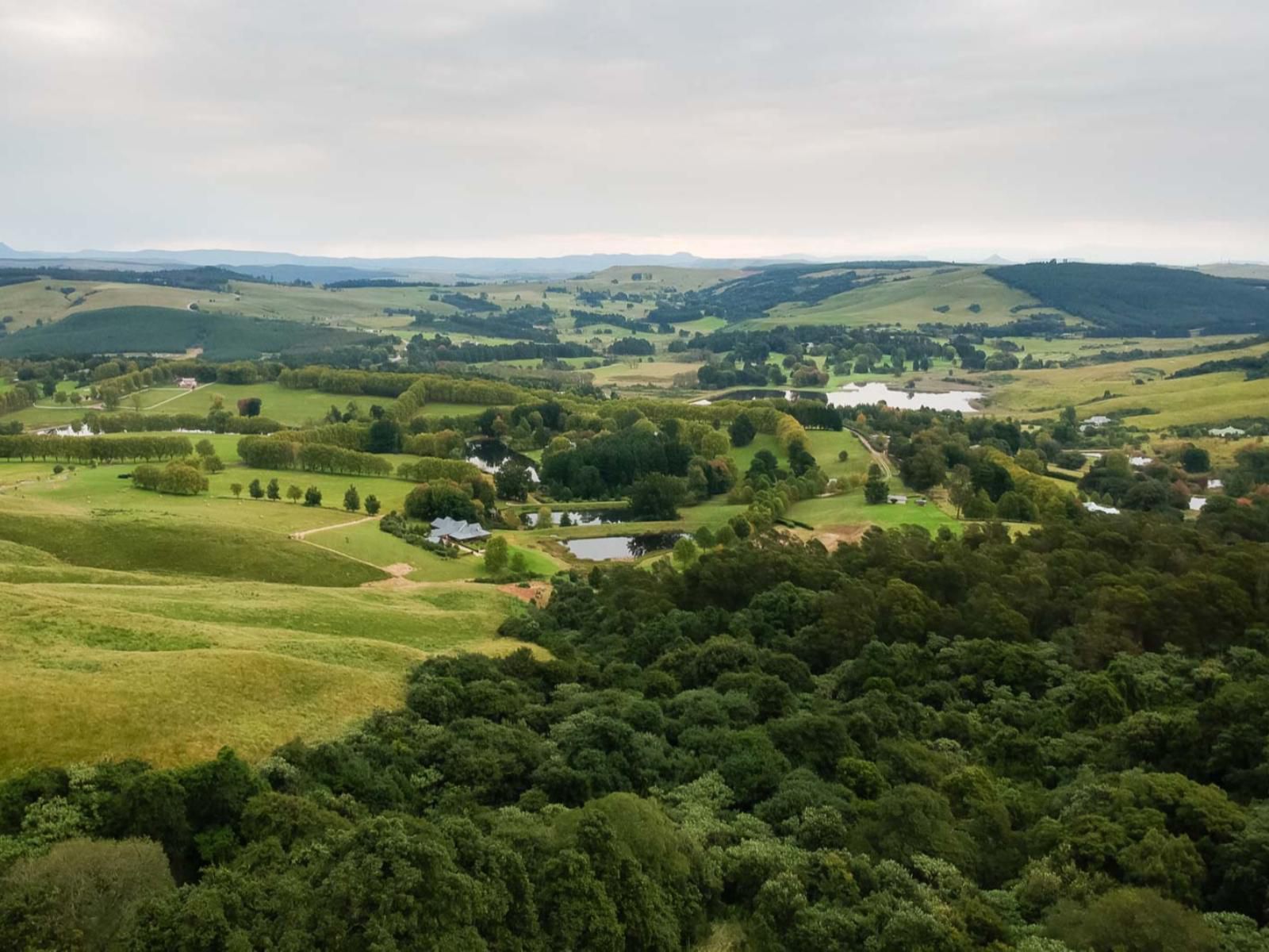 Crestwood Currys Post Kwazulu Natal South Africa Tree, Plant, Nature, Wood, Aerial Photography, Highland