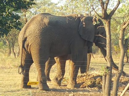 Crimson Bush Lodge Dinokeng Game Reserve Gauteng South Africa Elephant, Mammal, Animal, Herbivore