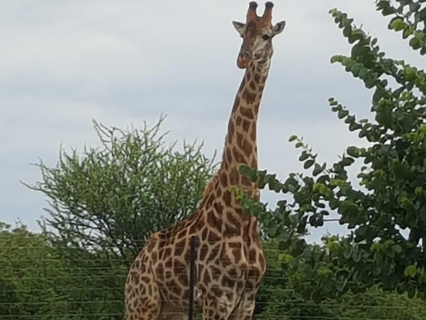 Crimson Bush Lodge Dinokeng Game Reserve Gauteng South Africa Giraffe, Mammal, Animal, Herbivore