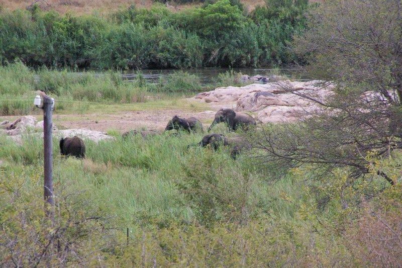 Croc River View Marloth Park Mpumalanga South Africa Unsaturated, Elephant, Mammal, Animal, Herbivore