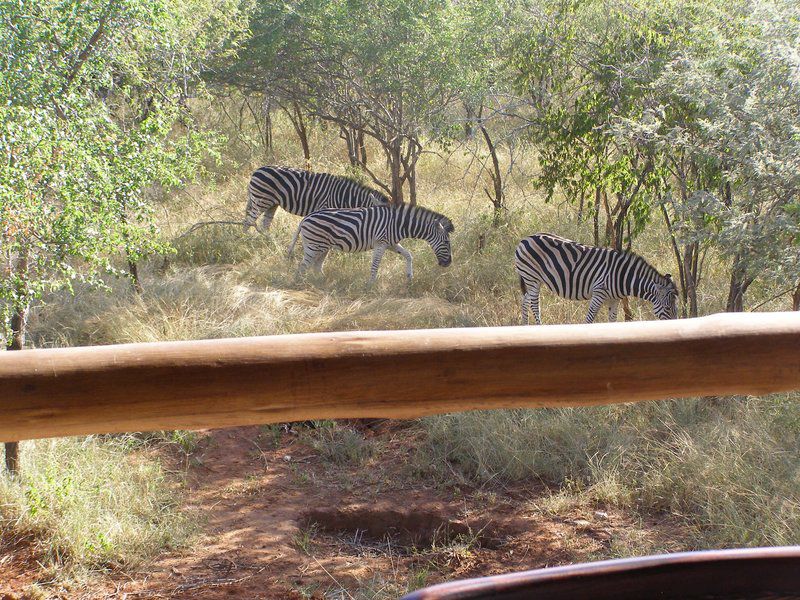 Croc River View Marloth Park Mpumalanga South Africa Zebra, Mammal, Animal, Herbivore