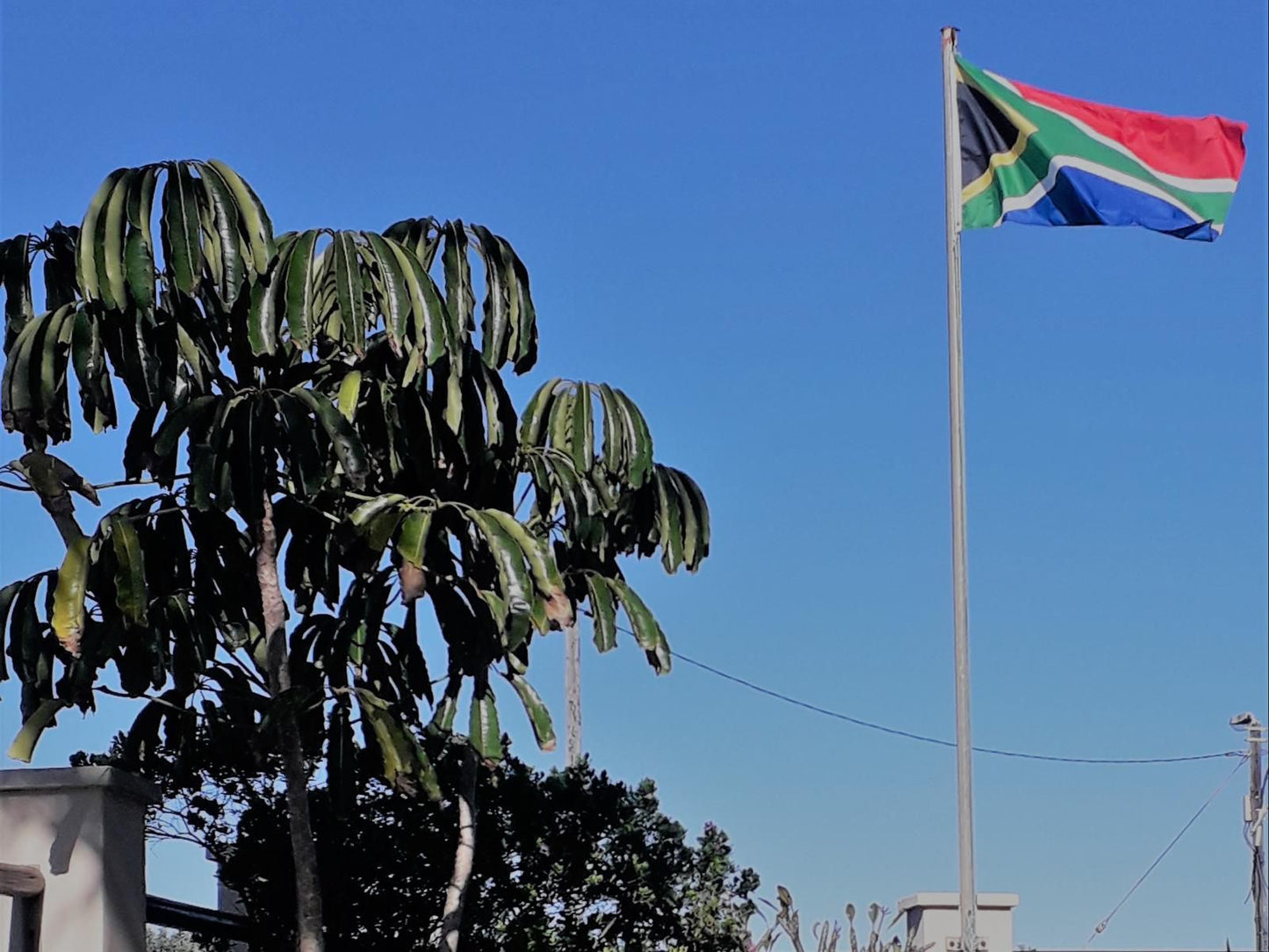 Crowned Crane Gonubie East London Eastern Cape South Africa Flag