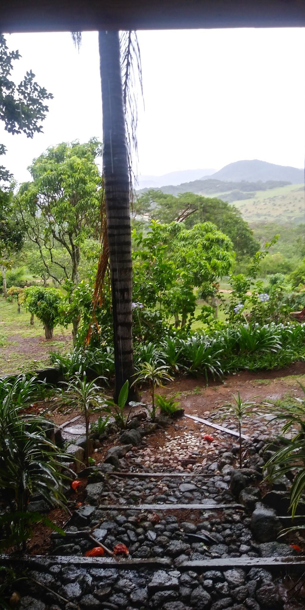 Crowned Eagle Lodge Nelspruit Mpumalanga South Africa Plant, Nature, Reptile, Animal