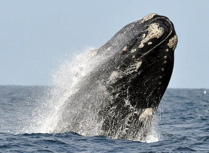 Crows Nest Fish Hoek Cape Town Western Cape South Africa Whale, Marine Animal, Animal