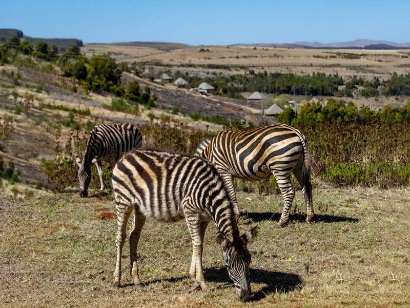 Crystal Springs Mountain Lodge Crystal Springs Nature Reserve Mpumalanga South Africa Zebra, Mammal, Animal, Herbivore