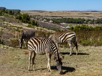 Crystal Springs Mountain Lodge Crystal Springs Nature Reserve Mpumalanga South Africa Zebra, Mammal, Animal, Herbivore