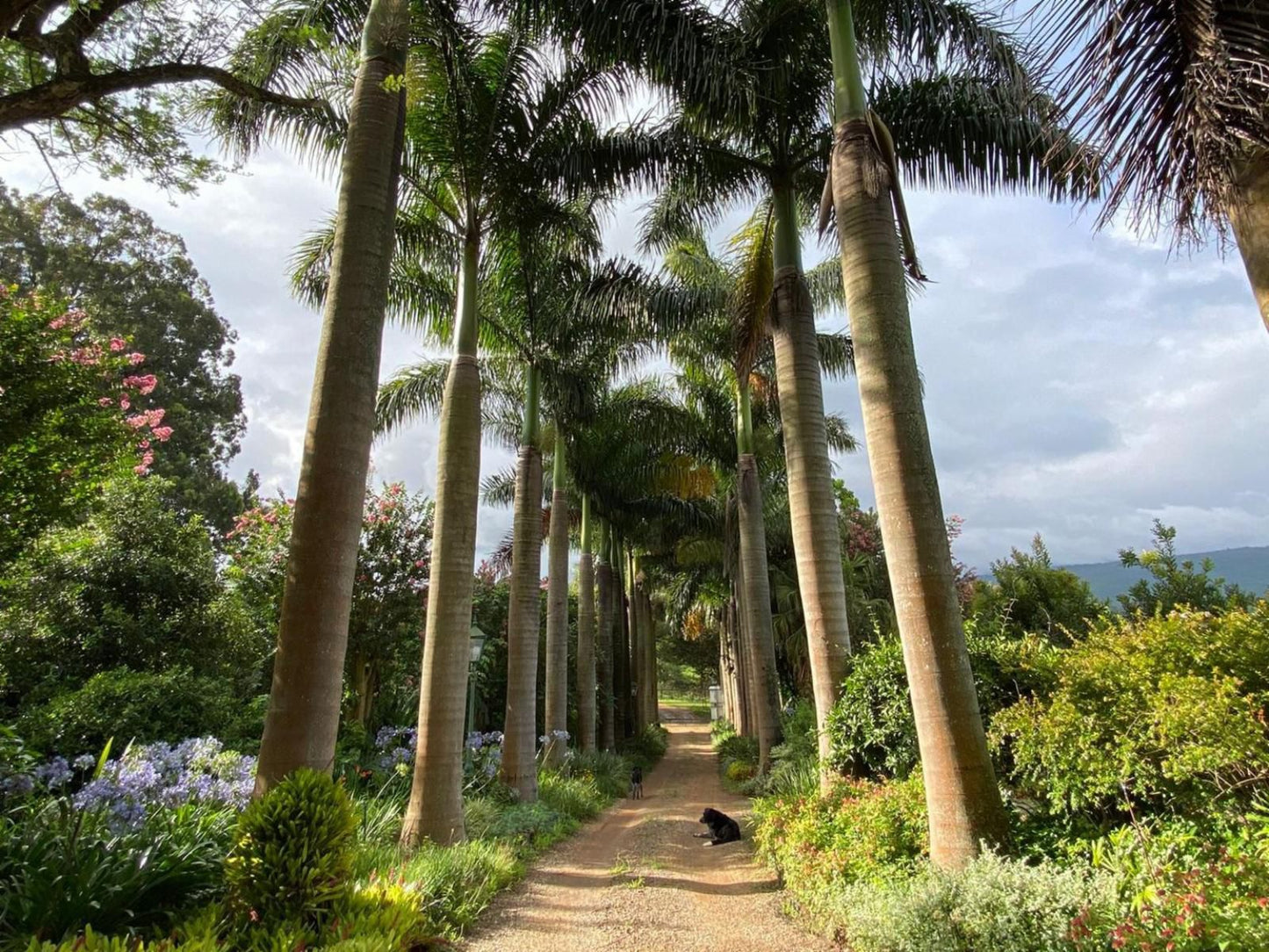 Cuckoo S Nest Guest House Makhado Louis Trichardt Limpopo Province South Africa Forest, Nature, Plant, Tree, Wood, Palm Tree