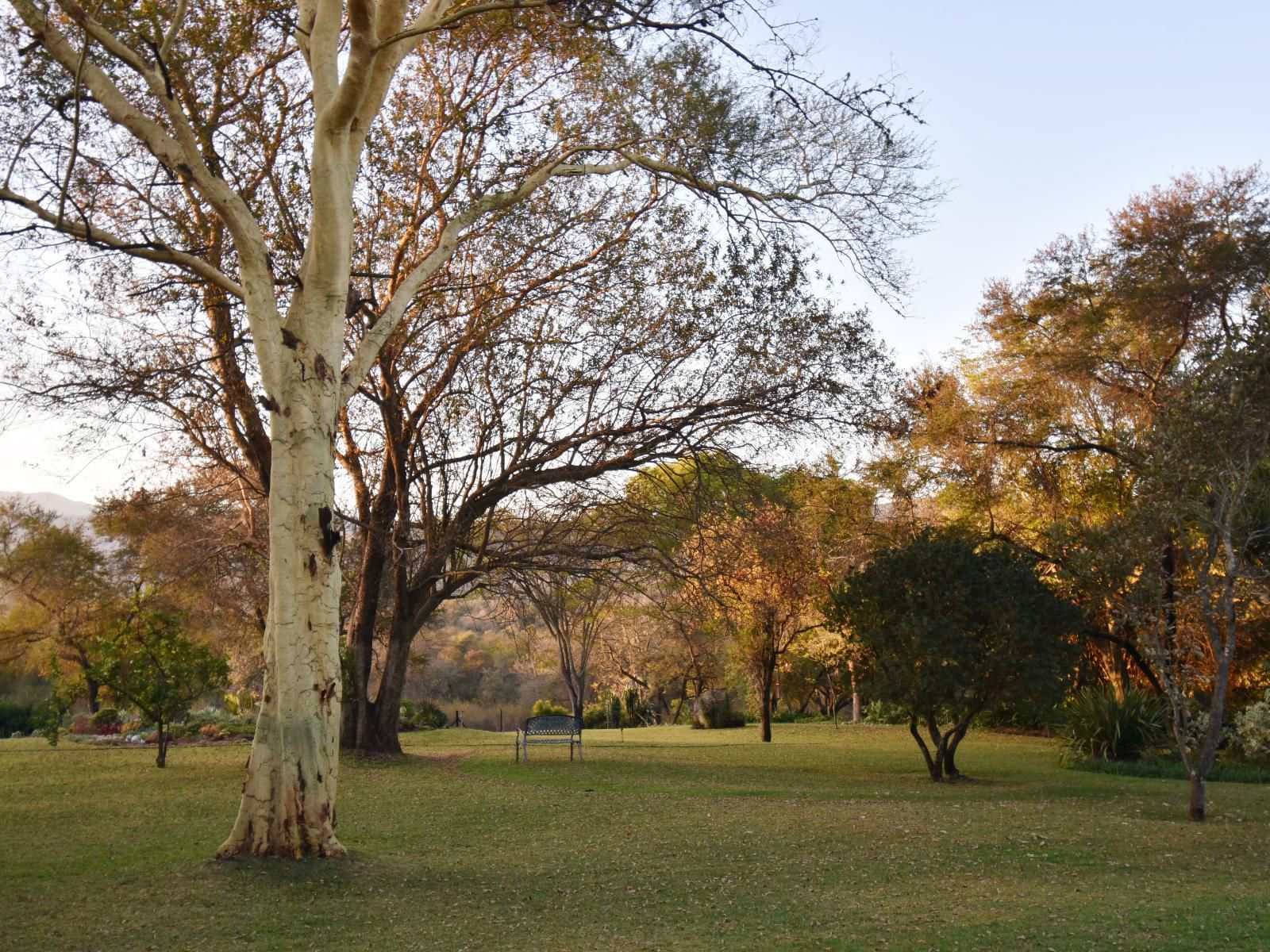 Cuckoo S Nest Guest House Makhado Louis Trichardt Limpopo Province South Africa Plant, Nature, Tree, Wood