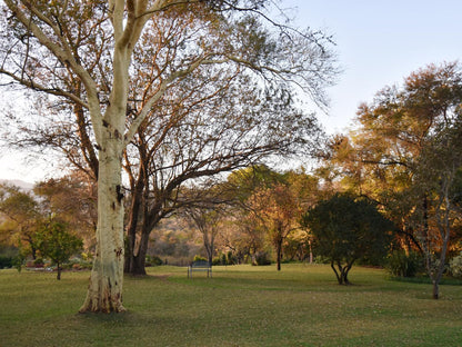 Cuckoo S Nest Guest House Makhado Louis Trichardt Limpopo Province South Africa Plant, Nature, Tree, Wood