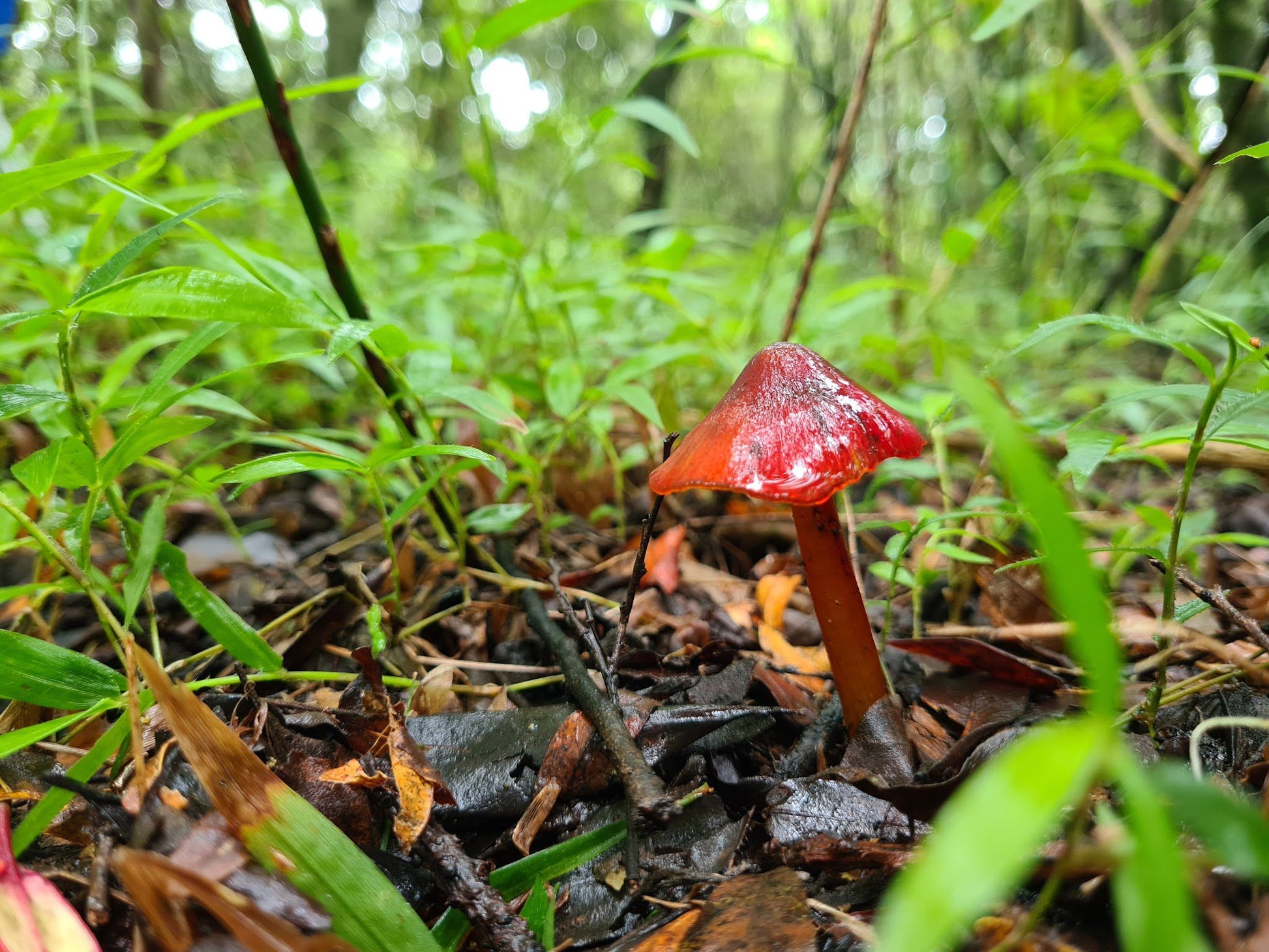 Cullinan Falls Trout Farm Machadodorp Mpumalanga South Africa Forest, Nature, Plant, Tree, Wood, Mushroom