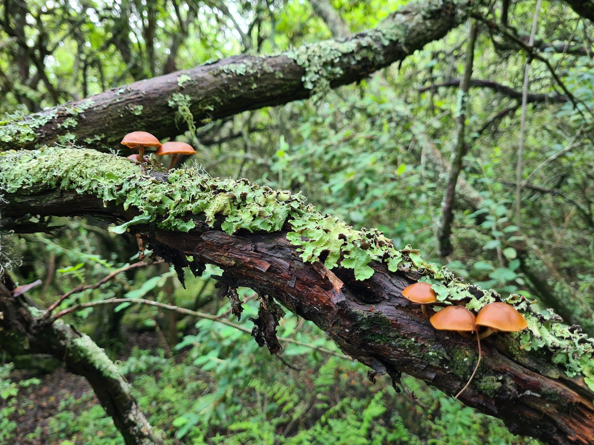 Cullinan Falls Trout Farm Machadodorp Mpumalanga South Africa Forest, Nature, Plant, Tree, Wood, Mushroom