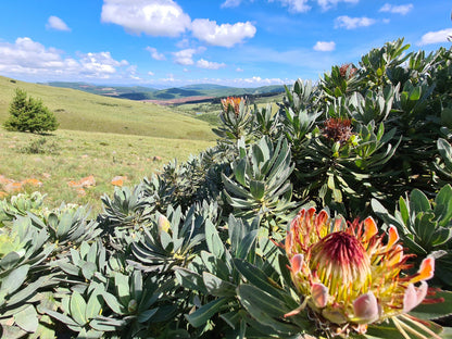 Cullinan Falls Trout Farm Machadodorp Mpumalanga South Africa Complementary Colors, Plant, Nature