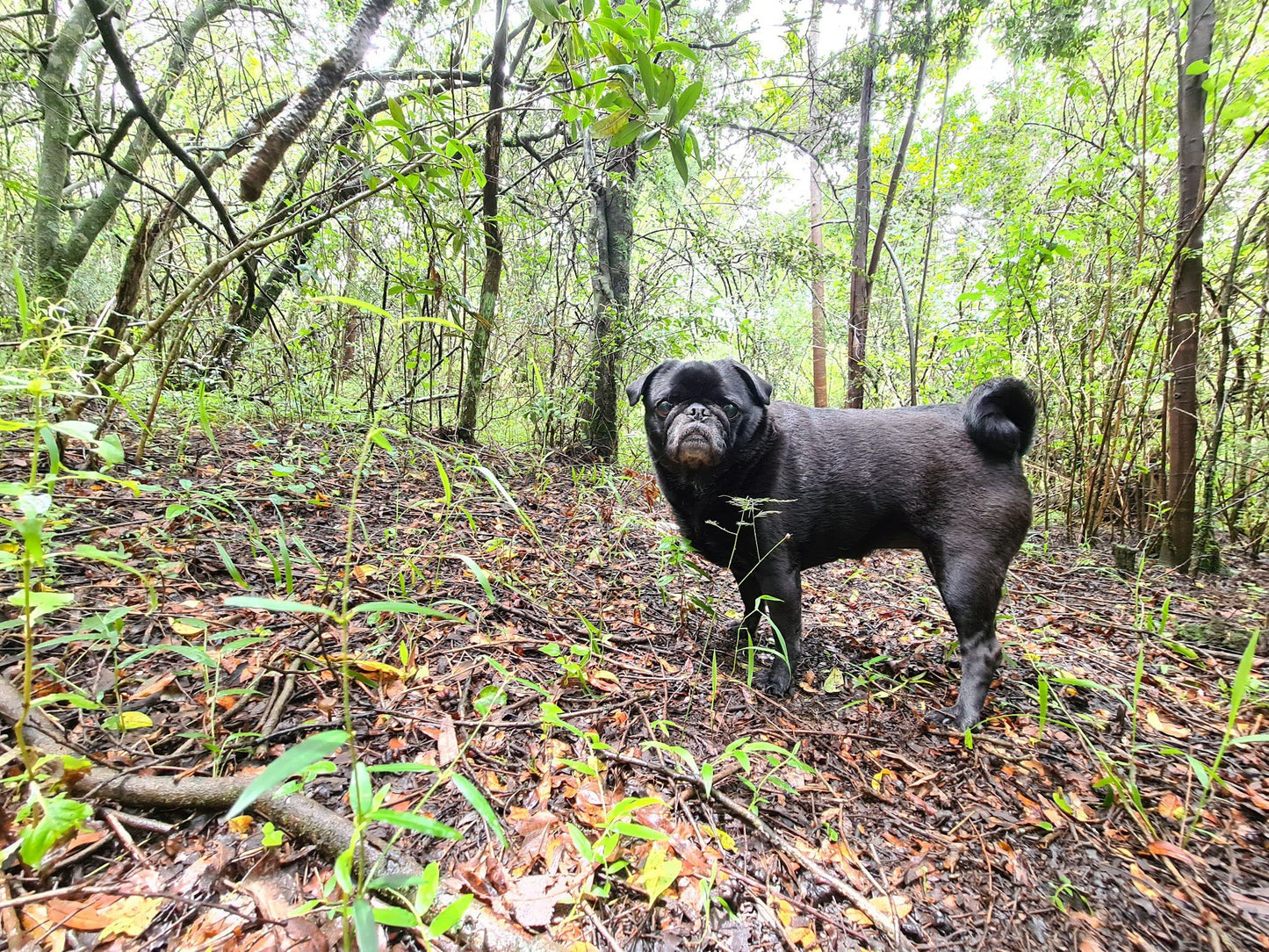 Cullinan Falls Trout Farm Machadodorp Mpumalanga South Africa Dog, Mammal, Animal, Pet, Forest, Nature, Plant, Tree, Wood