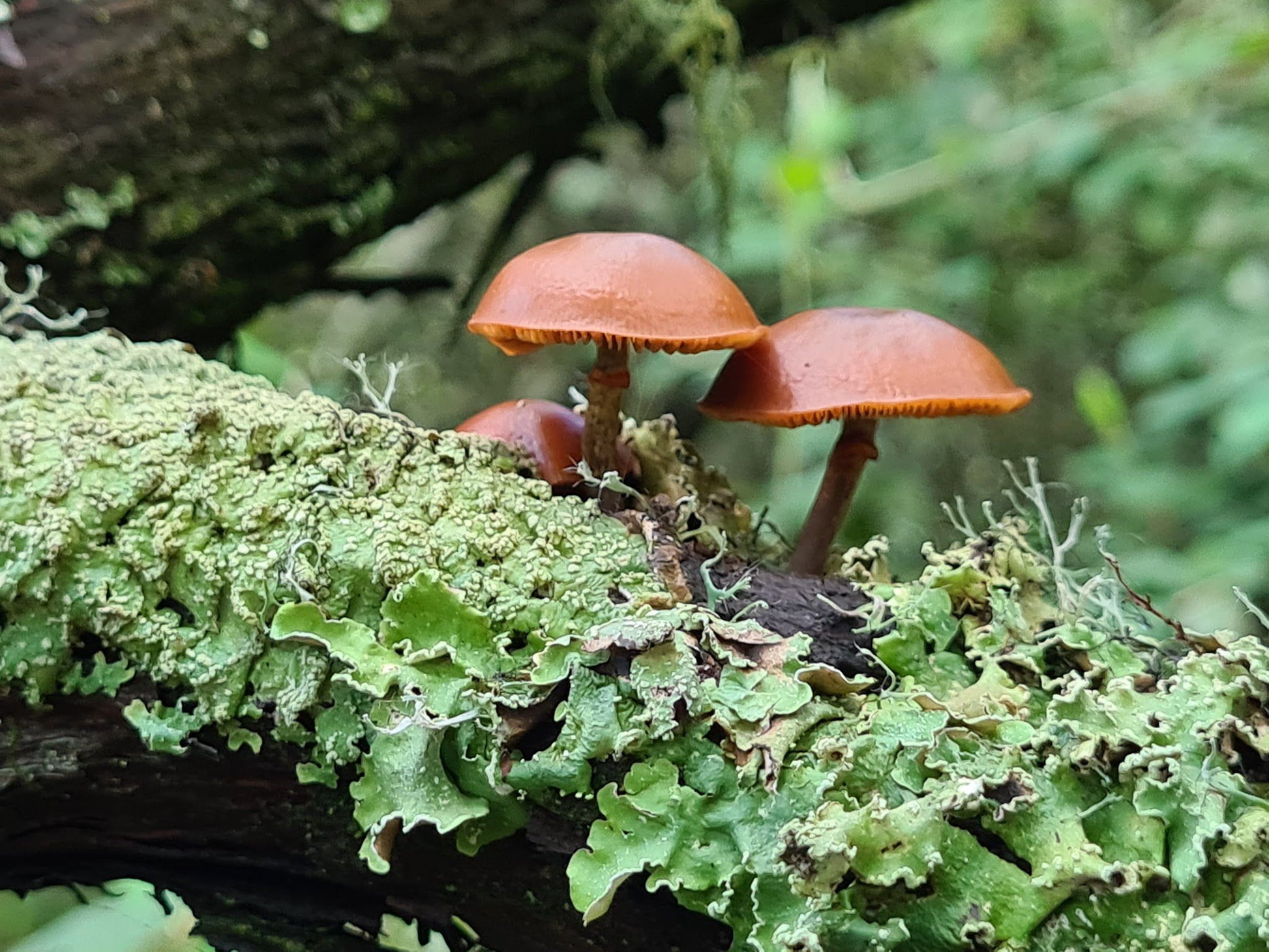 Cullinan Falls Trout Farm Machadodorp Mpumalanga South Africa Mushroom, Nature