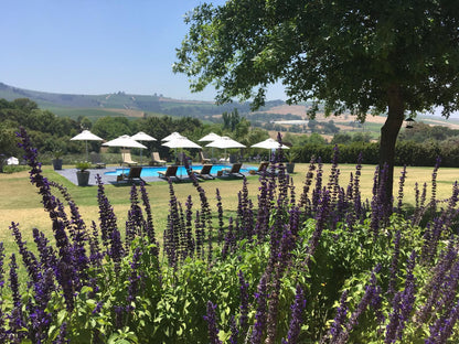 Cultivar Guest Lodge Lyndoch Stellenbosch Stellenbosch Western Cape South Africa Field, Nature, Agriculture, Lavender, Plant