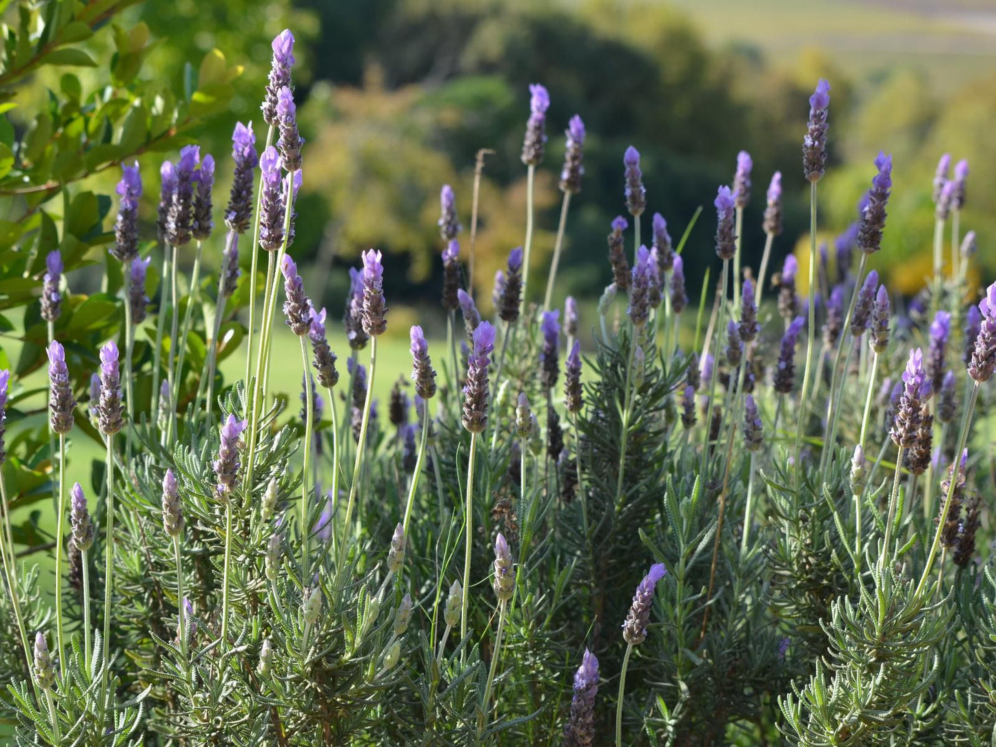 Cultivar Guest Lodge Lyndoch Stellenbosch Stellenbosch Western Cape South Africa Lavender, Nature, Plant