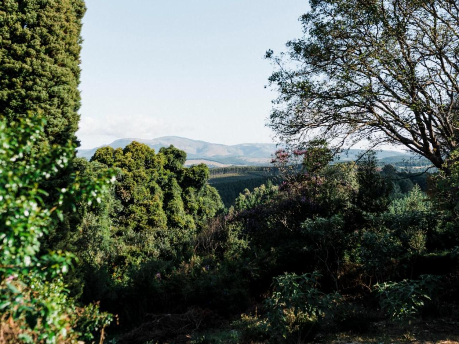 Cussonia Cottage Haenertsburg Limpopo Province South Africa Tree, Plant, Nature, Wood