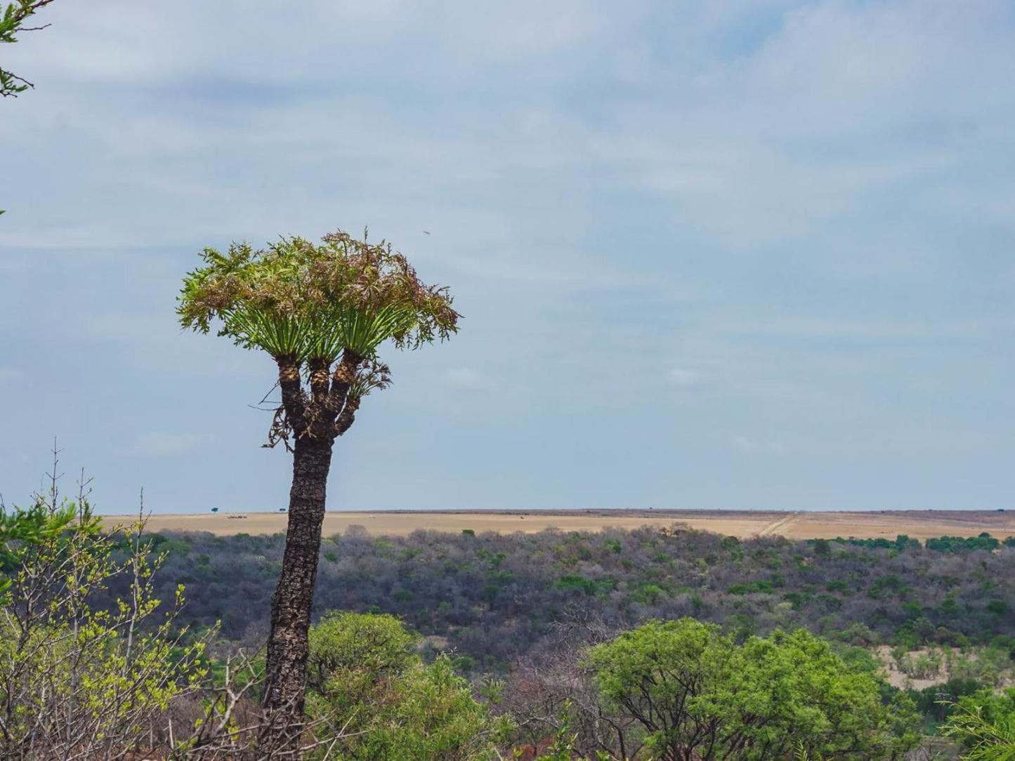 Cussonia Country Home Tierpoort Pretoria Tshwane Gauteng South Africa Tree, Plant, Nature, Wood, Lowland