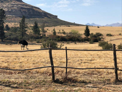 Cute And Quirky Clarens Clarens Golf And Trout Estate Clarens Free State South Africa Complementary Colors